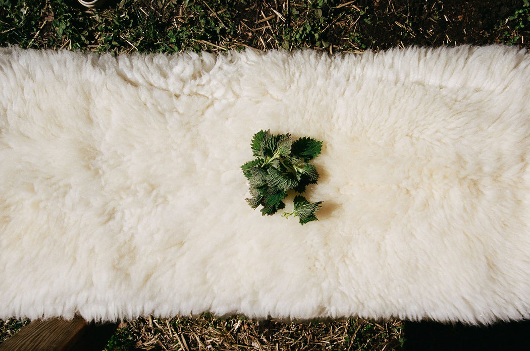 Canadian Sheepskin - curly white
