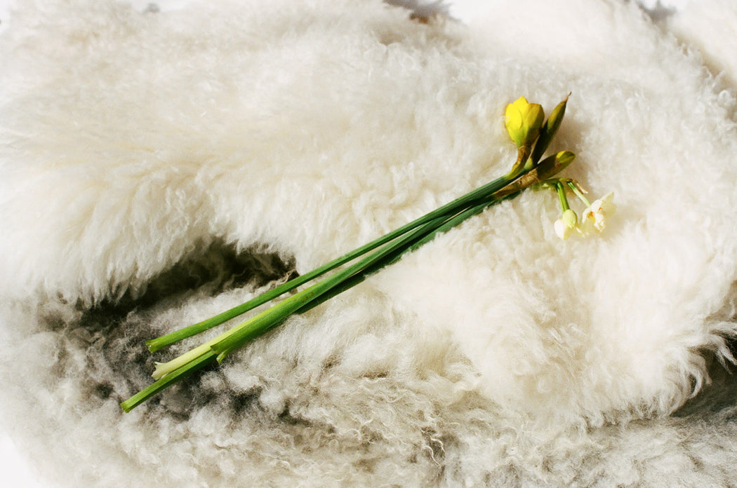 Canadian Sheepskin - curly white