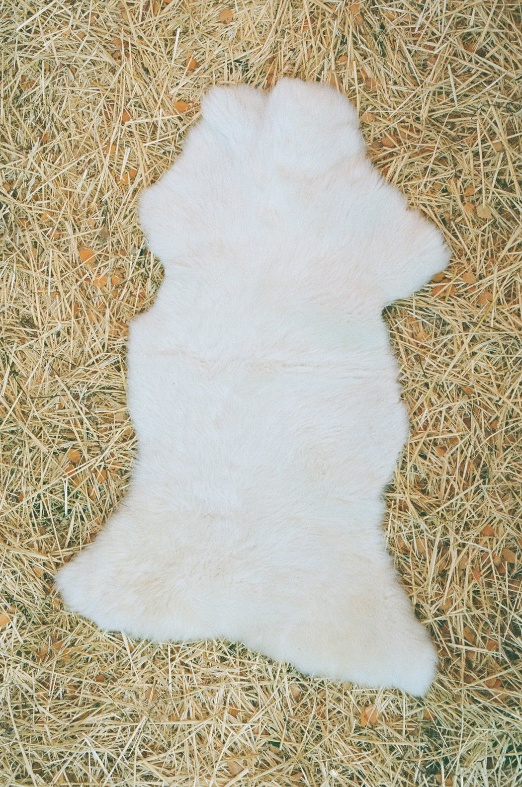 Medium Canadian Sheepskin - shaggy white